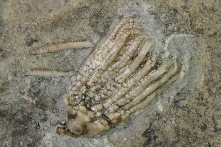 Fossil Crinoid (Aorocrinus) - Gilmore City, Iowa #157217